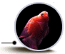 get your fish here!!!